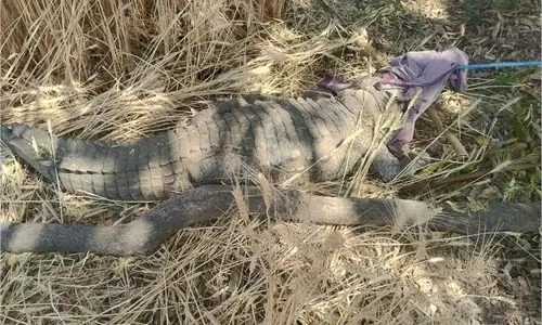 MP News: खेत में बैठा था 10 फीट का मगरमच्छ, मचा हड़कंप