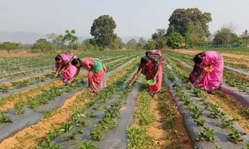 Keonjhar स्ट्रॉबेरी की खेती से आदिवासी बन रहे आत्मनिर्भर Keonjhar स्ट्रॉबेरी की खेती से आदिवासी बन रहे आत्मनिर्भर