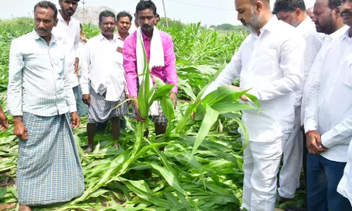 Karimnagar में बेमौसम बारिश से फसलें तबाह