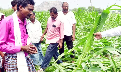 Nizamabad-Kamareddy में असामयिक बारिश से फसलें प्रभावित Nizamabad-Kamareddy में असामयिक बारिश से फसलें प्रभावित