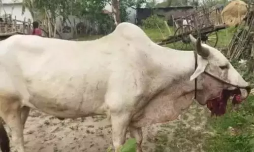 Asifabad में वन्यजीवों के लिए बनाए गए कच्चे बमों से बैलों की मौत