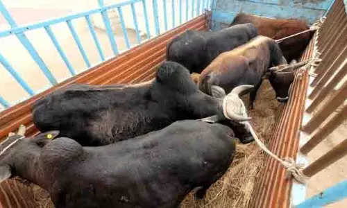 Himachal: नाहन प्रशासन ने लापरवाह पशुपालकों पर शिकंजा कसा Himachal: नाहन प्रशासन ने लापरवाह पशुपालकों पर शिकंजा कसा