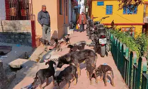 Mandi में आवारा कुत्तों का आतंक