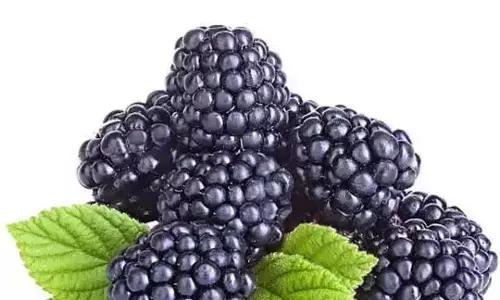 Mulberry benefits : स्वाद और सेहत के लिए वरदान शहतूत Mulberry benefits : स्वाद और सेहत के लिए वरदान शहतूत