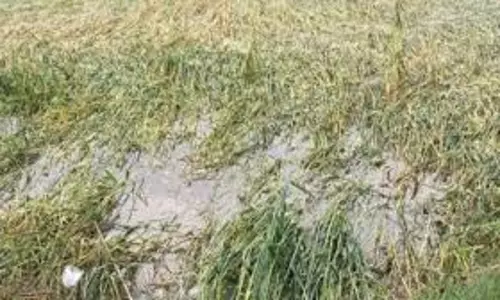 Badaun: बूंदाबांदी से गेहूं की फसल को हुआ नुकसान , किसान परेशान