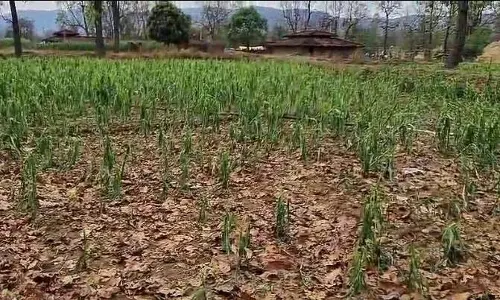 प्रकृति के प्रकोप से फसल तहस-नहस, किसान हताश