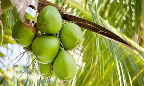 नारियल की कीमतें बढ़ रही हैं; परिणामविहीन किसान