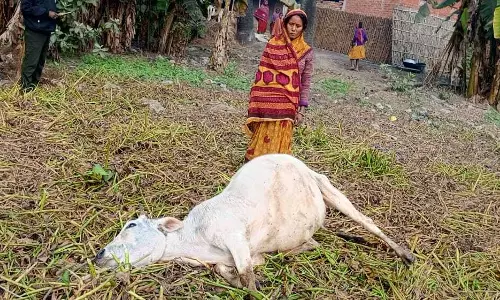 Ramgarh: करंट से मवेशी की मौत, मुआवजे की मांग Ramgarh: करंट से मवेशी की मौत, मुआवजे की मांग