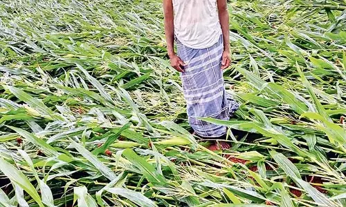 Andhra: तेज हवाओं के कारण मक्का और फलियों की फसलें नष्ट हो गई