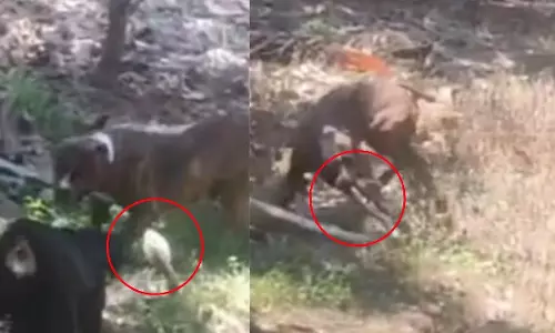 मालिक की जान बचाने ज़हरीले कोबरा से भिड़ा पिटबुल, टुकड़े टुकड़े करने के बाद तोडा दम मालिक की जान बचाने ज़हरीले कोबरा से भिड़ा पिटबुल, टुकड़े टुकड़े करने के बाद तोडा दम