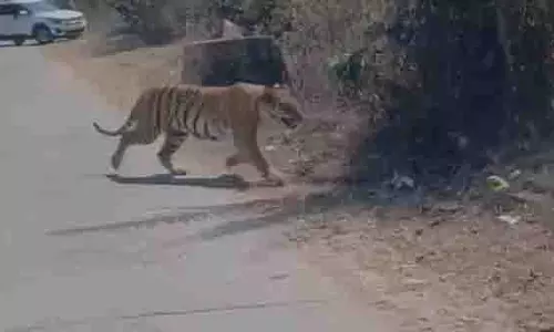 जिले के Bhojpur और आसपास के क्षेत्र में घूम रही बाघिन, क्षेत्र में दहशत का माहौल