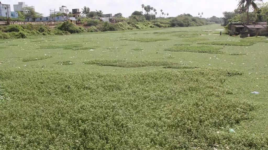 Tiruvallur : कूवम नदी में अपशिष्ट जल छोड़े जाने से प्रदूषण का खतरा Tiruvallur : कूवम नदी में अपशिष्ट जल छोड़े जाने से प्रदूषण का खतरा