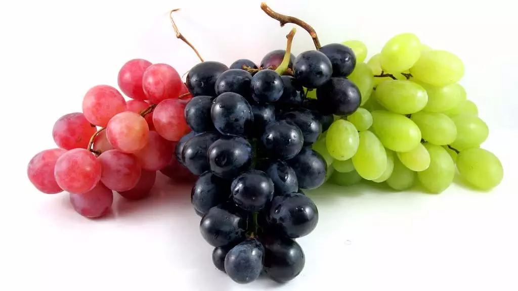 Grape benefits : अंगूर खाने के इन फायदों के बारे में नहीं जानते होंगे आप Grape benefits : अंगूर खाने के इन फायदों के बारे में नहीं जानते होंगे आप