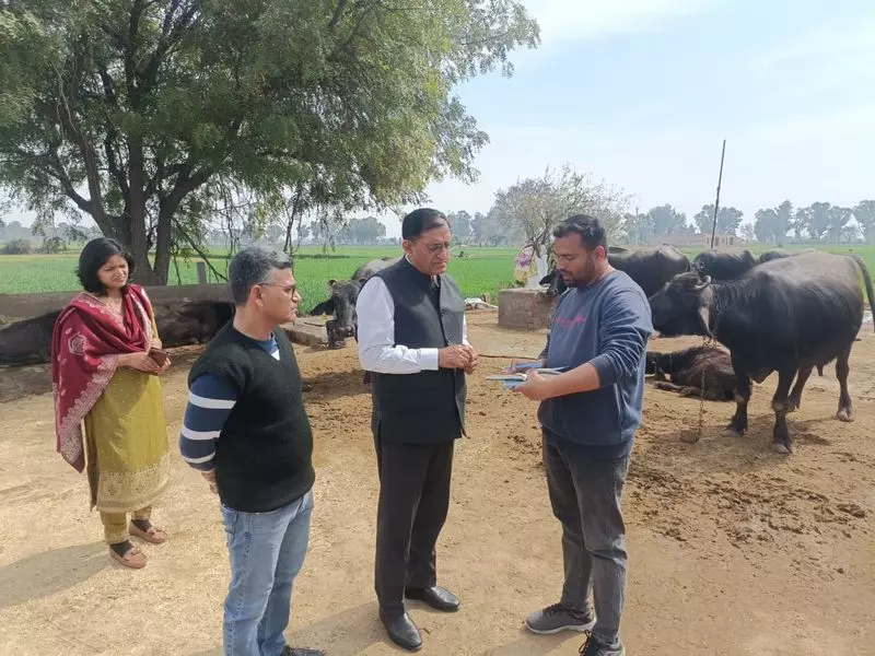 Haryana : हिसार जिले में 5 वर्षों में मवेशियों की आबादी में 22% की वृद्धि Haryana : हिसार जिले में 5 वर्षों में मवेशियों की आबादी में 22% की वृद्धि