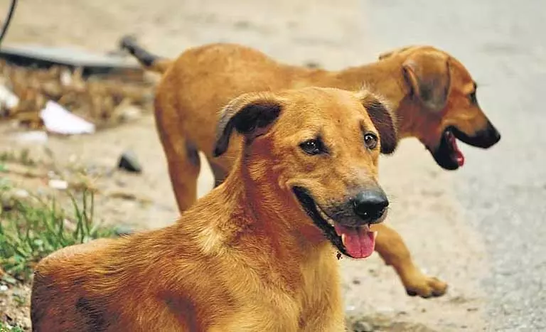 Odisha में बदमाशों ने आवारा कुत्ते पर तलवारों से हमला किया Odisha में बदमाशों ने आवारा कुत्ते पर तलवारों से हमला किया
