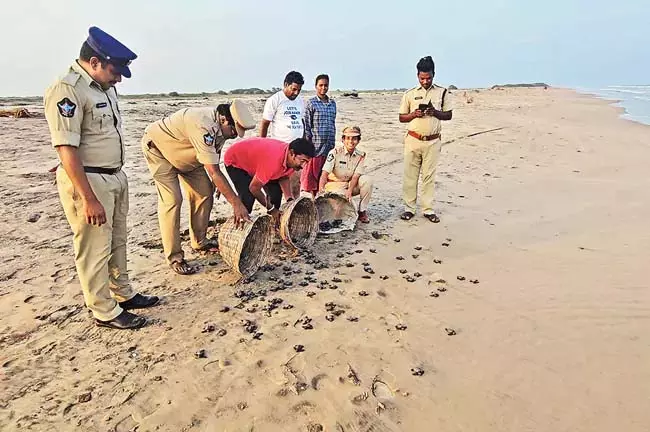 Andhra: समुद्री पुलिस ने छोटे कछुओं को समुद्र में छोड़ा Andhra: समुद्री पुलिस ने छोटे कछुओं को समुद्र में छोड़ा