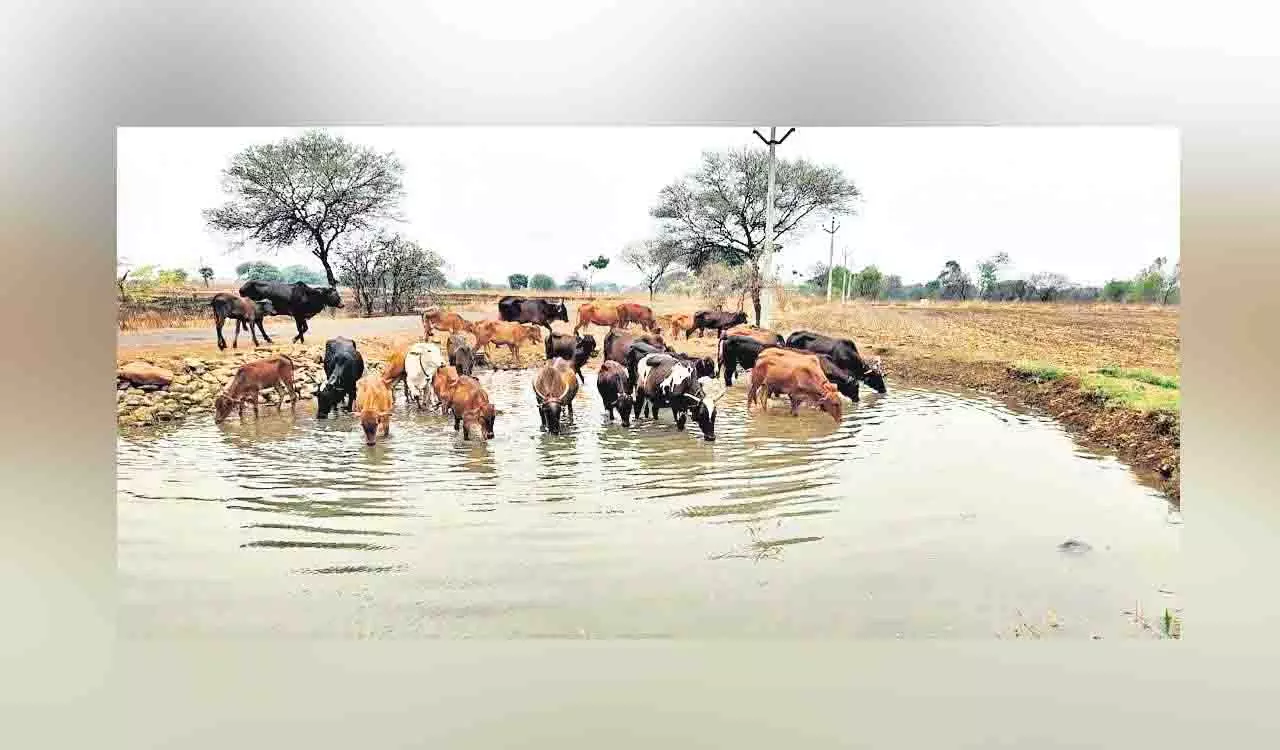 Telangana: किसान गर्मी के मौसम में मवेशियों की प्यास बुझाने में कर रहे मदद Telangana: किसान गर्मी के मौसम में मवेशियों की प्यास बुझाने में कर रहे मदद