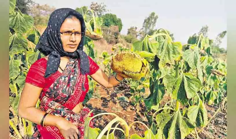 Sangareddy में महिला किसान ने पक्षियों के लिए छोड़ी सूरजमुखी, ज्वार की फसल Sangareddy में महिला किसान ने पक्षियों के लिए छोड़ी सूरजमुखी, ज्वार की फसल