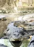 IIT-बॉम्बे के पवई कैंपस रोड पर मगरमच्छ देखा गया IIT-बॉम्बे के पवई कैंपस रोड पर मगरमच्छ देखा गया