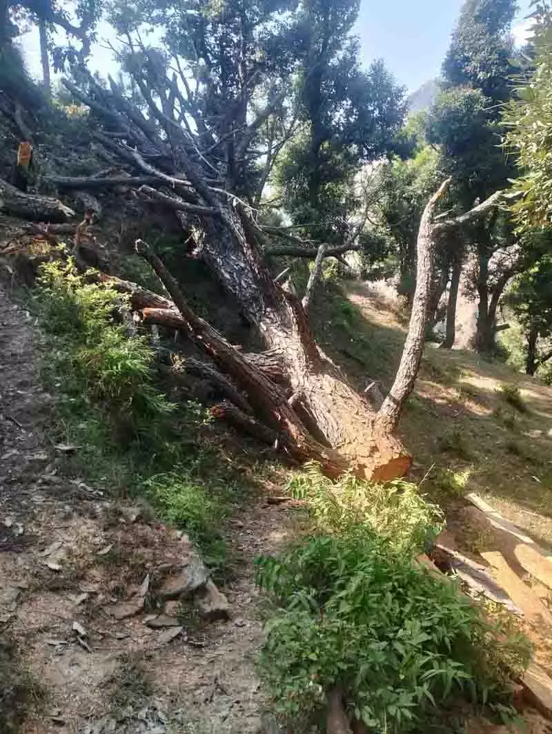 Chandigarh: 2,000 पेड़ों की कटाई से भड़के आक्रोश के कारण वन अधिकारी को कारण बताओ नोटिस Chandigarh: 2,000 पेड़ों की कटाई से भड़के आक्रोश के कारण वन अधिकारी को कारण बताओ नोटिस