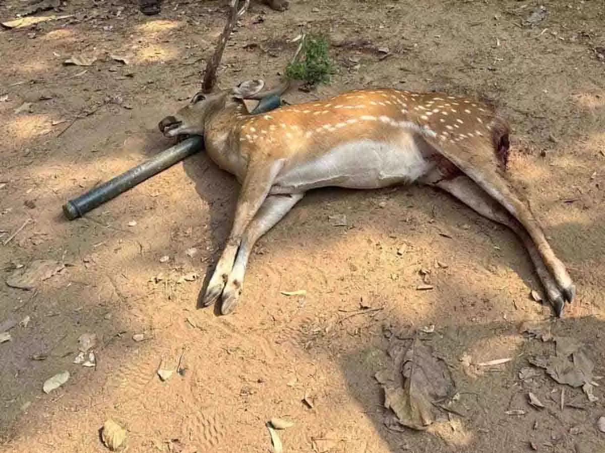 Vikarabad में आवारा कुत्तों ने हिरण को मार डाला Vikarabad में आवारा कुत्तों ने हिरण को मार डाला