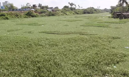 Tiruvallur : कूवम नदी में अपशिष्ट जल छोड़े जाने से प्रदूषण का खतरा