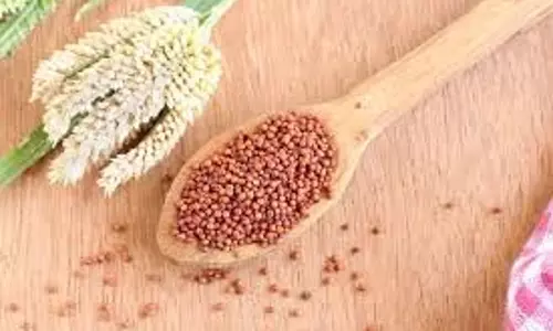 Weight Loss: वजन घटाना है तो डाइट में शामिल करें रागी, इसके फायदे हैरान कर देंगे