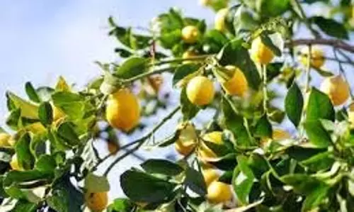 Benefits Of Lemon Leaves : नींबू के पत्तों में मौजूद पोषक तत्व इन स्वास्थ्य समस्याओं को ठीक करने में मदद करते हैं Benefits Of Lemon Leaves : नींबू के पत्तों में मौजूद पोषक तत्व इन स्वास्थ्य समस्याओं को ठीक करने में मदद करते हैं