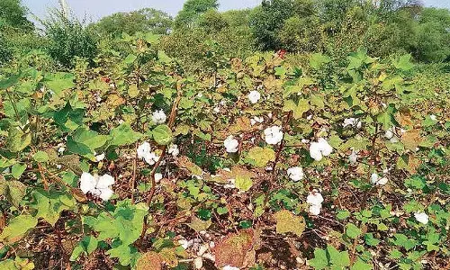 भारत में कपास उत्पादन में गिरावट के बीच विशेषज्ञ AI और प्रौद्योगिकी पर जोर दे रहे