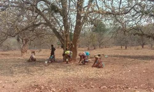 Mahua crop: कंधमाल आदिवासियों के लिए एक मौसमी जीवन रेखा Mahua crop: कंधमाल आदिवासियों के लिए एक मौसमी जीवन रेखा