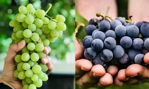 Karnataka: इस मौसम में अंगूर की बढ़ती मांग से अच्छे दाम मिलने का वादा
