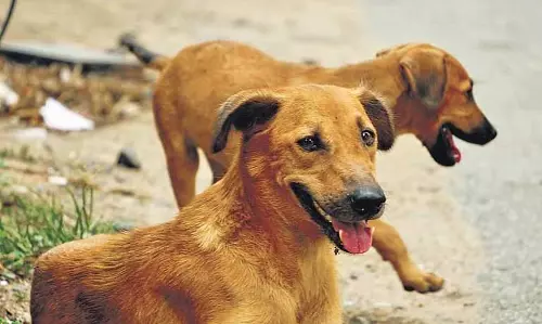 Odisha में बदमाशों ने आवारा कुत्ते पर तलवारों से हमला किया Odisha में बदमाशों ने आवारा कुत्ते पर तलवारों से हमला किया
