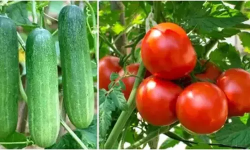 Health : गर्मियों में इन सब्जियों से बचें, सेहत पर पड़ सकता है बुरा असर Health : गर्मियों में इन सब्जियों से बचें, सेहत पर पड़ सकता है बुरा असर