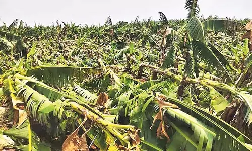Andhra: जिलों में हो रही ओलावृष्टि से केला किसानों को भारी नुकसान Andhra: जिलों में हो रही ओलावृष्टि से केला किसानों को भारी नुकसान