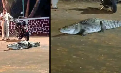 IIT बॉम्बे पवई कैंपस की सड़क पर घूमता दिखा मगरमच्छ, देखें VIDEO