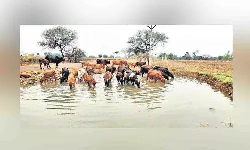 Telangana: किसान गर्मी के मौसम में मवेशियों की प्यास बुझाने में कर रहे मदद Telangana: किसान गर्मी के मौसम में मवेशियों की प्यास बुझाने में कर रहे मदद