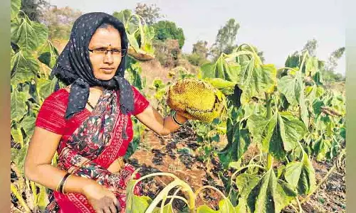 Sangareddy में महिला किसान ने पक्षियों के लिए छोड़ी सूरजमुखी, ज्वार की फसल