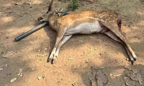 Vikarabad में आवारा कुत्तों ने हिरण को मार डाला