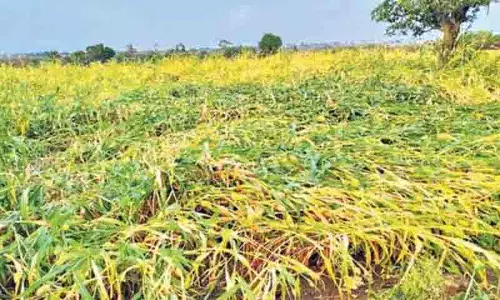 Telangana में बेमौसम बारिश और ओलावृष्टि से 11,298 एकड़ में लगी फसल बर्बाद