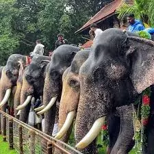 Kerala : मंदिर उत्सवों में हाथियों की संख्या कम होगी गृह भ्रमण, सप्ताहम और नवहम पर प्रतिबंध Kerala : मंदिर उत्सवों में हाथियों की संख्या कम होगी गृह भ्रमण, सप्ताहम और नवहम पर प्रतिबंध