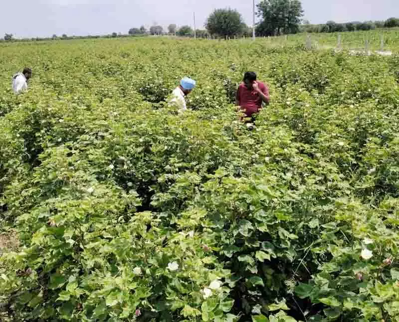 Punjab में कपास की खेती को पुनर्जीवित करने के लिए रणनीतिक समाधान की योजना बना रहे Punjab में कपास की खेती को पुनर्जीवित करने के लिए रणनीतिक समाधान की योजना बना रहे