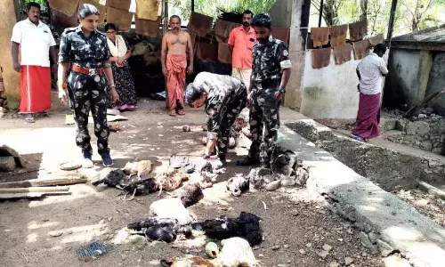 Kerala : पन्नीमलाई में अज्ञात जीव ने मुर्गियों को मार डाला Kerala : पन्नीमलाई में अज्ञात जीव ने मुर्गियों को मार डाला