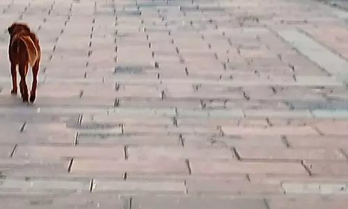 Haryana : हमारे पाठक क्या कहते हैं ब्रह्म सरोवर क्षेत्र में घूमते हैं आवारा कुत्ते Haryana : हमारे पाठक क्या कहते हैं ब्रह्म सरोवर क्षेत्र में घूमते हैं आवारा कुत्ते