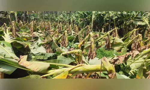 Kerala: तेज हवाओं और बारिश से फसलों को भारी नुकसान