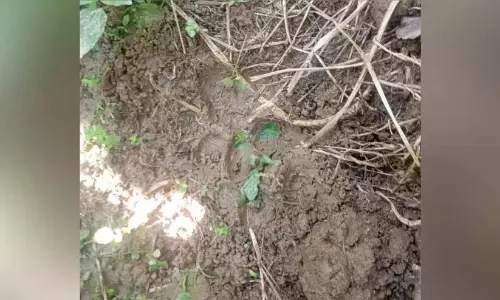 Kerala: पंचराकोली में फिर बाघ का खौफ