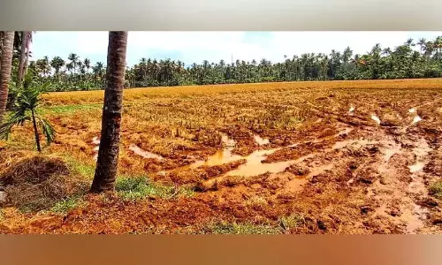 Kerala: मंगकुट्टीपदम में आम की फसल संकट में