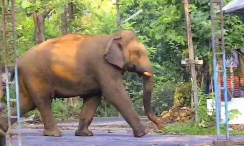 Kerala : पचक्कड़ क्षेत्र को एझाट्टू मुखम गणपति के अभियान से बाहर रखा गया