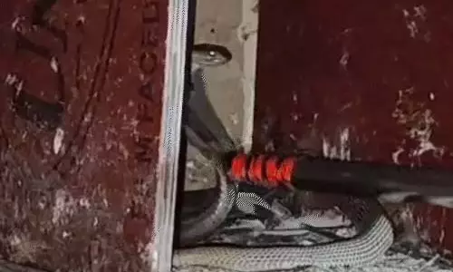 कबूतर को निगलने ही वाला था सांप, मालिक की पड़ी नजर और फिर...