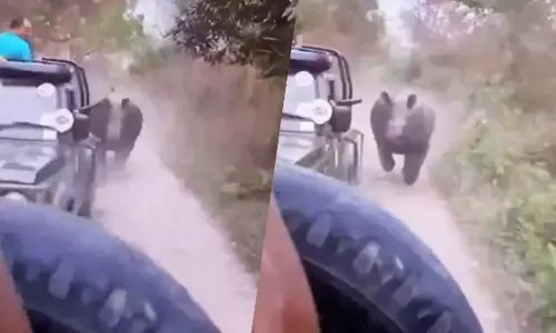 गुस्साए गैंडे ने किया सफारी कार का पीछा, डर से चीखने लगे पर्यटक, VIDEO