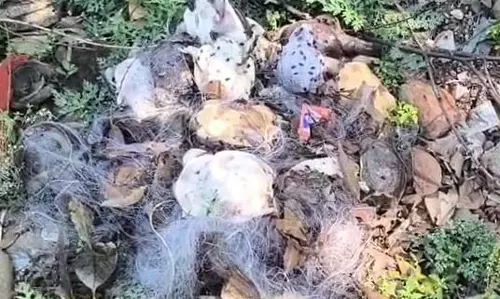 दो दर्जन से अधिक कछुए मृत मिले
